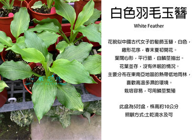 心栽花坊-白色羽毛White Feather玉簪/5吋盆/觀葉植物/室內植物/綠化植物/售價350特價300