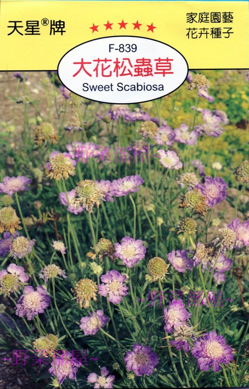 野菜部屋 Y69 大花松蟲草sweet Scabiosa 穗耕種苗 天星牌種子 每包15元 Yahoo奇摩拍賣