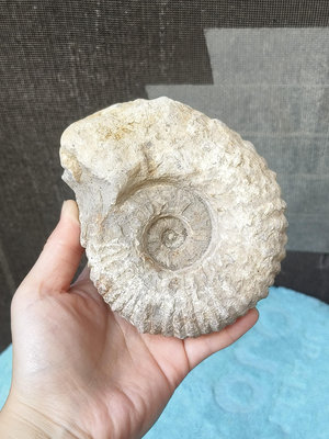 《瑜坊》菊石 鸚鵡螺 化石 NO.2 約12*10*6 cm＊重約 0.816 kg 無拋光 無底座 實拍
