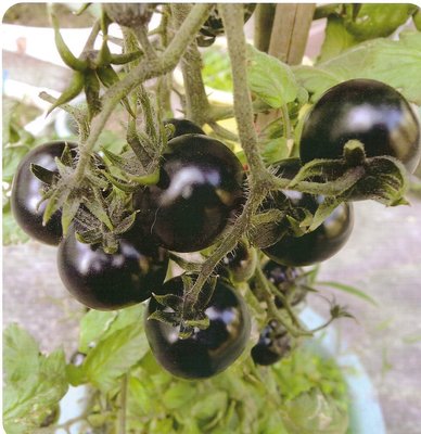 【蔬菜種子S336】黑美人小果番茄~定植後約75天可採收，產量高