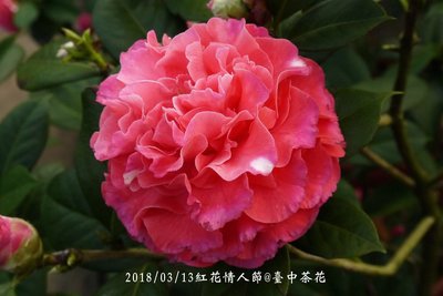 台中茶花- 紅花情人節 -(茶根嫁接茶花)-A35