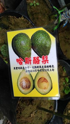 ╭☆東霖園藝☆╮水果苗(哈斯酪梨)鱷魚酪梨..高經濟果樹.台灣適合種植  4吋/30公分--
