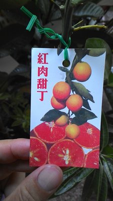 ╭☆東霖園藝☆╮柑橘類-水果苗(紅肉甜丁)紅肉柳丁