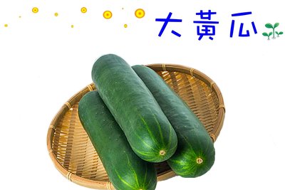 大黃瓜 大胡瓜 種苗