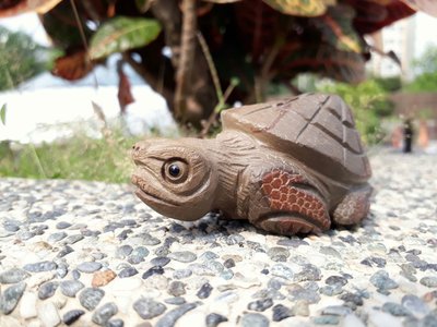鐵丸石傘龜