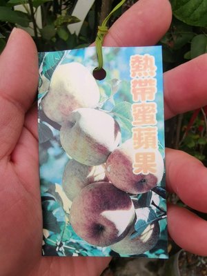 ╭＊田尾玫瑰園＊╯水果苗-(熱帶蜜蘋果成樹)高4尺700元.盆植就會結果