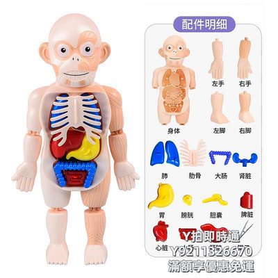 【滿300出貨】人體模型人體內臟模型兒童認識身體器官科普模型益智教具幼兒園科學區材料