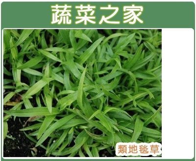 【蔬菜之家滿額免運】M03.類地毯草種子5000顆(草皮種子)