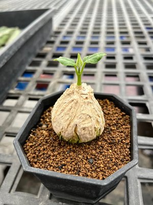 龜甲蘿藦 塊根植物 多肉植物