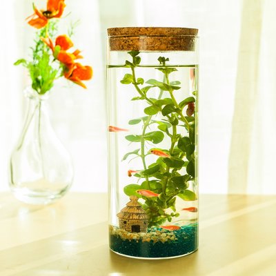 現貨 創意桌面水族生態圓柱形玻璃小魚缸 帶燈帶魚蝦螺造景生態魚瓶