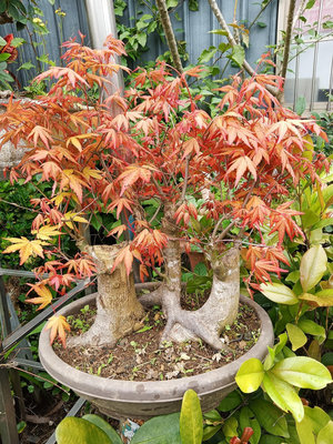 特殊少見的日本黃金紅楓樹，超級老粗頭森林造型，中小品盆栽，好種植喜歡日照潮濕的環境，便宜賣16800元大榮免運