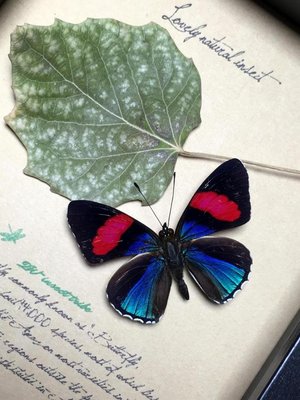 昆蟲記~亞馬遜雨林·令人驚嘆的物種·罕見的極美蛺蝶+++0886-特價