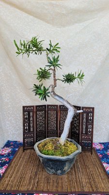 雅舍盆栽-晶鑽羅漢松