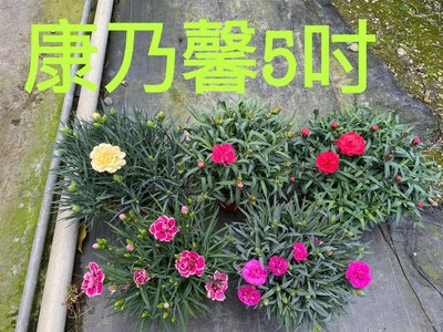 (補貨中)心心花園 ❤康乃馨 5吋盆 ❤觀花植物 ~送給最敬愛的您~花色隨機出貨~