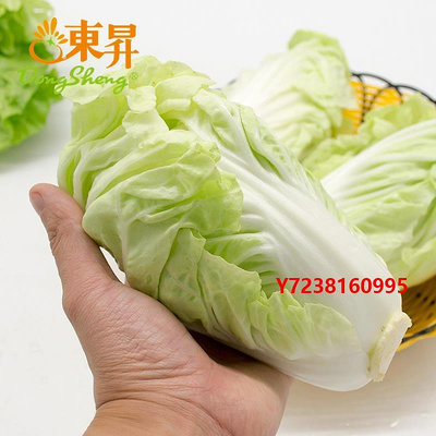 黃芽茶東升農場 東升黃芽白 同類大白菜 廣州新鮮蔬菜配送 300g