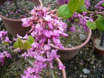 ╭＊田尾玫瑰園＊╯新品種庭園用樹-(美國紫荊.紅粉佳人)5吋盆