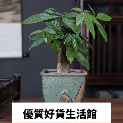 優質百貨鋪-花器 種植盆 蝴蝶蘭花盆紫砂陶瓷簡約復古老樁綠植蘭花文竹發財樹盆栽