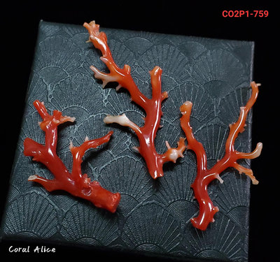 🌟Coral珊寶手作-天然阿卡珊瑚/紅珊瑚自然枝 CO2P1-759