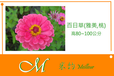 《Meilleur》百日草(雅美,桃) 種子100元 28g