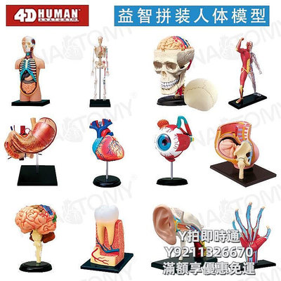 人體模型4D Master人體科學教學模型兒童科普人體解剖模型大腦結構心臟眼