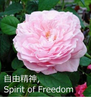 花花世界_玫瑰苗--自由精神，Spirit of Freedom--/3.5吋黑軟盆/高10-20公分/MA(7吋盆缺)