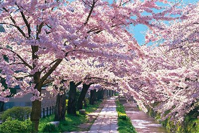 10-1207 1000片絕版日本正版拼圖 日本風景 櫻花哲學之道