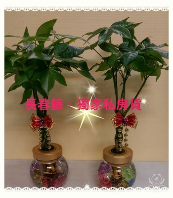 室內長青盆栽，密閉式水中搖錢樹(單個)$250