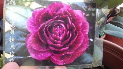 ╭☆東霖園藝☆╮茶花----(黑貝拉)紐西歐黑貝拉大玫瑰---高30-40公分.缺貨中.請先詢問