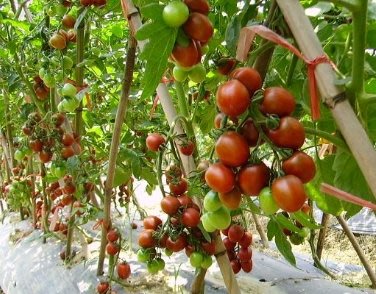 長春西伯利亞巧克力番茄 巧克力蕃茄 巧克力 番茄 蕃茄 種子10入種子