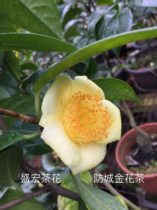 盛宏茶花 茶花品種 5吋盆原棵茶花 防城金花茶 Yahoo奇摩拍賣