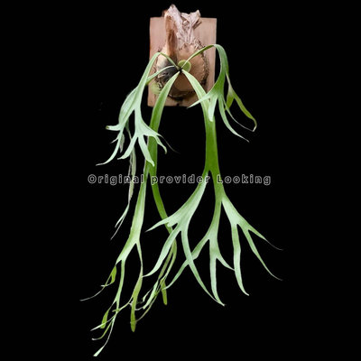 爪哇鹿角蕨 P.Willinckii 太美之子-小小美 鹿角蕨上板 植物 文青植物 植栽 鹿青交易所