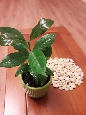 S-118【種子盆栽】咖啡豆種子20顆30元。