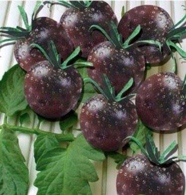 黑珍珠番茄種子20粒50元