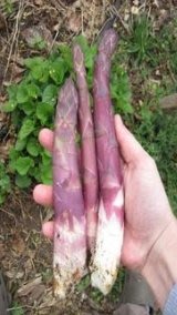 美國紫色激情蘆筍種子(約6顆)