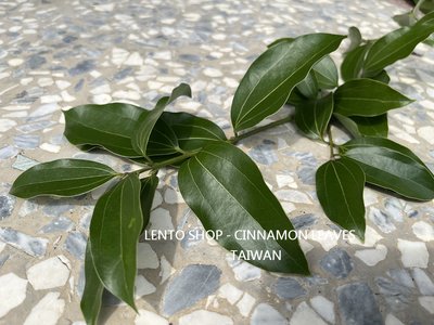 LENTO SHOP - 新鮮現採 台灣土肉桂葉 肉桂葉 Cinnamon Leaves 50克(g) 台南出貨