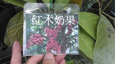 ╭☆東霖園藝☆╮稀有果樹-(紅果木奶果)本品系為少見的紅果品系