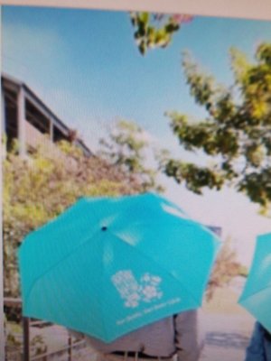 2023年中鋼紀念品 傘Q Tiffany 藍 粉色風鈴花~一支299元加送小禮物