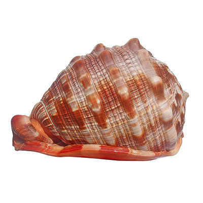 天然大海螺貝殼超大萬寶螺四大名螺家居創意收藏標本魚缸水族造景熱心小賣家