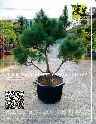 隆美園藝LONGMEIGN-樹的專賣店//小型款造型黑松盆栽
