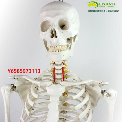 模型ENOVO頤諾170CM人體骨骼模型骨架標本模型美術用藝用疼痛科