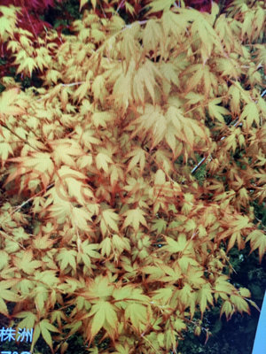 特殊日本黃金紅楓樹，名字叫茜，小品盆栽，造型漂亮，好種植喜歡半日照以上潮濕的環境1980元優惠超商取貨免運日本陶盆
