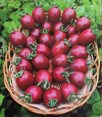 【蔬菜種子S392】荷蘭紫霞小番茄~~果實色澤嬌艷，具有濃郁的水果香味，適宜家庭庭院或盆栽種植。