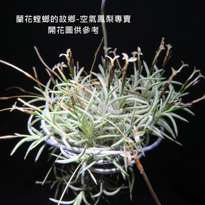 空氣鳳梨 卡畢拉瑞斯【香花】 Tillandsia capillaris