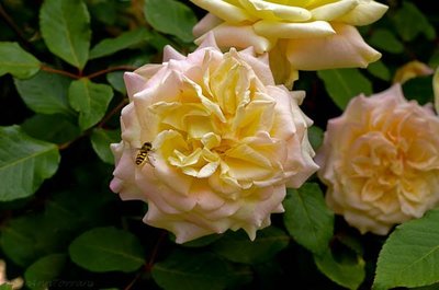 英國庭院盆栽嫁接樹狀月季樹形樹樁月季玫瑰花苗大花植物濃香當年開花1入