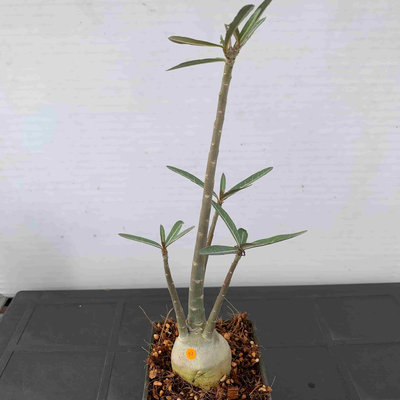 2.Adenium somalense var. crispum，仙人掌、塊根、多肉植物，星期六結標