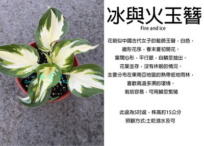心栽花坊-冰與火玉簪Fire and ice/5吋盆/觀葉植物/室內植物/綠化植物/售價350特價300