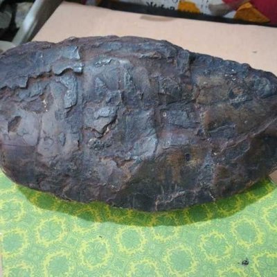 茂名龜古生物化石標本礦標奇石原石寶石鱗齒魚珍藏品菊龍化石烏龜凌雲閣化石隕石 促銷