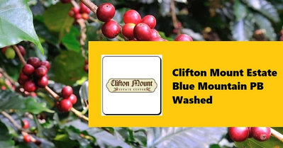 生豆✨5KG｜牙買加 克里福頓莊園 藍山 圓豆 水洗｜咖啡生豆 COFFEE BEAN