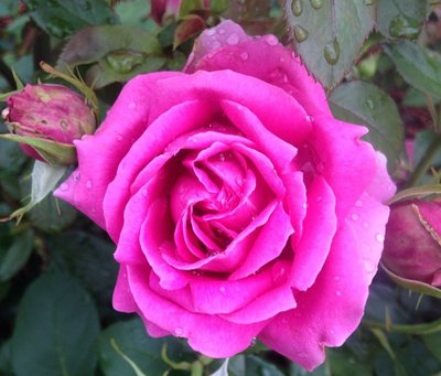 貴婦 Grande Dame。悠遊山城(創始店)5-6吋盆玫瑰。特價350