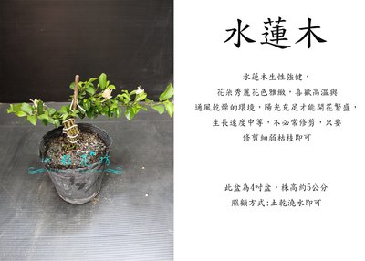 心栽花坊-水蓮木/4吋/造型樹/小盆景/售價240特價200